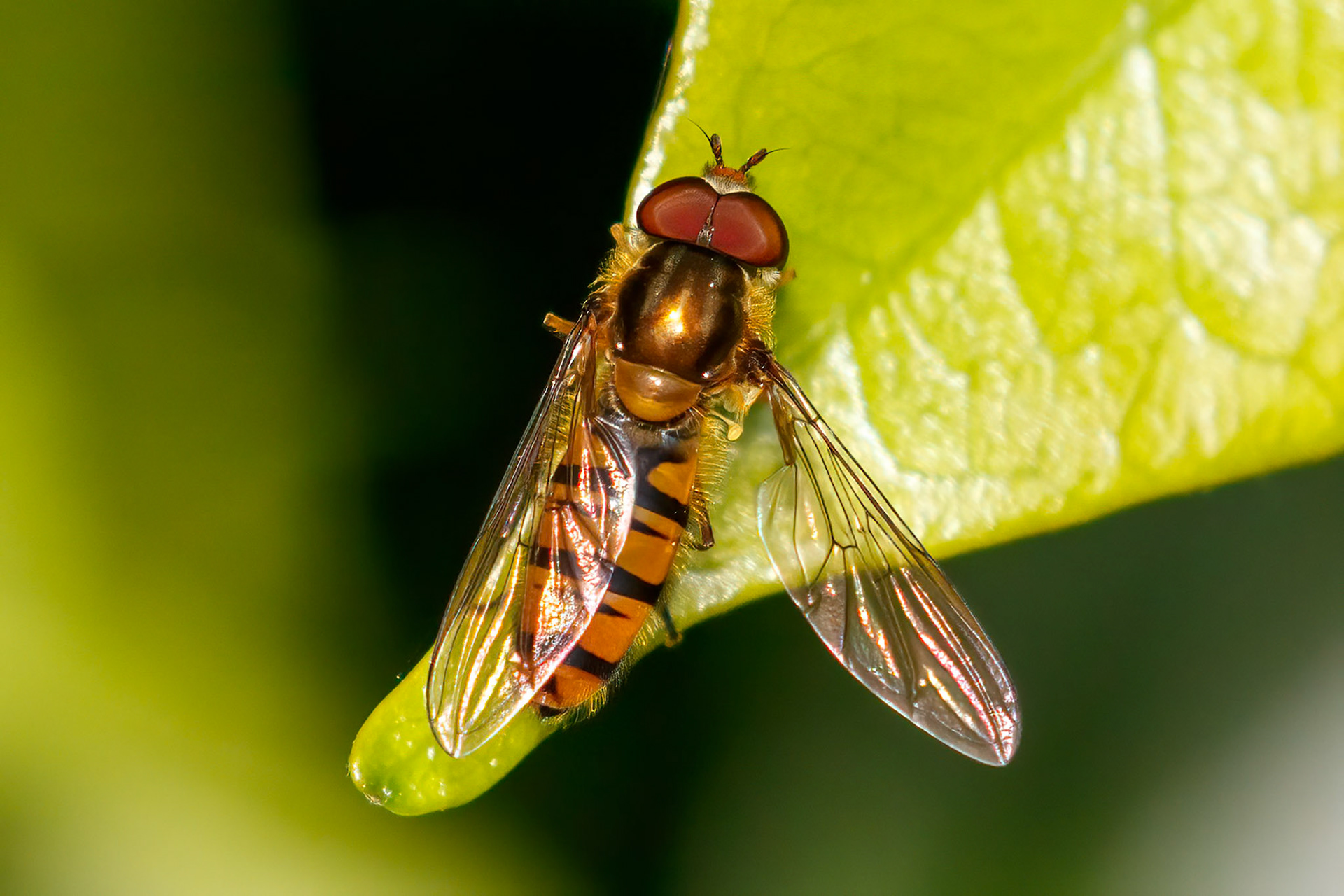 Episyrphus balteatus