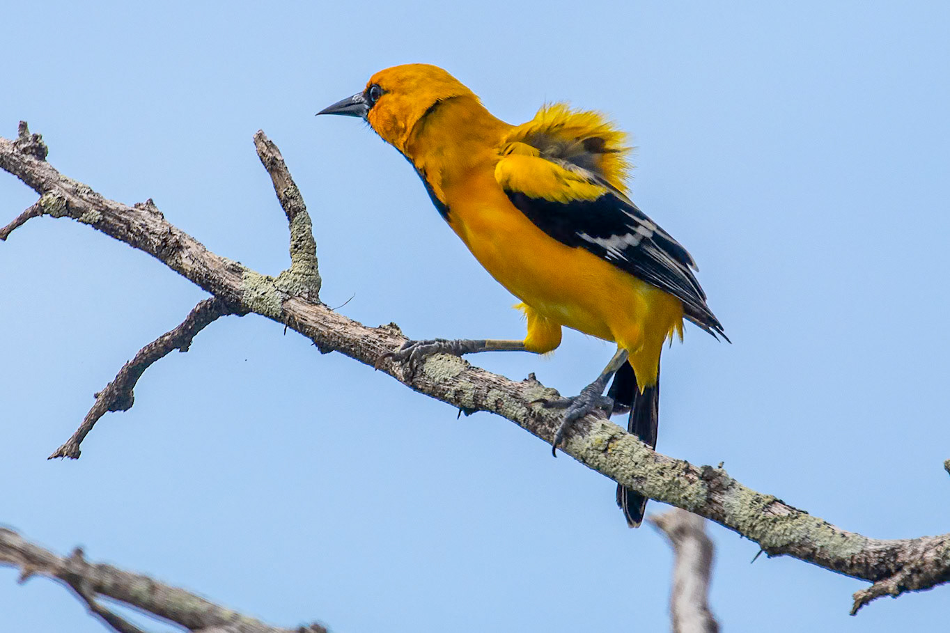 Icterus nigrogularis