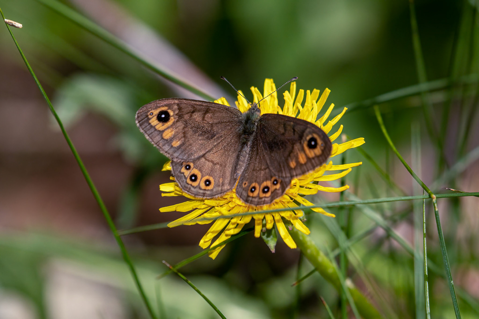 Lasiommata petropolitana