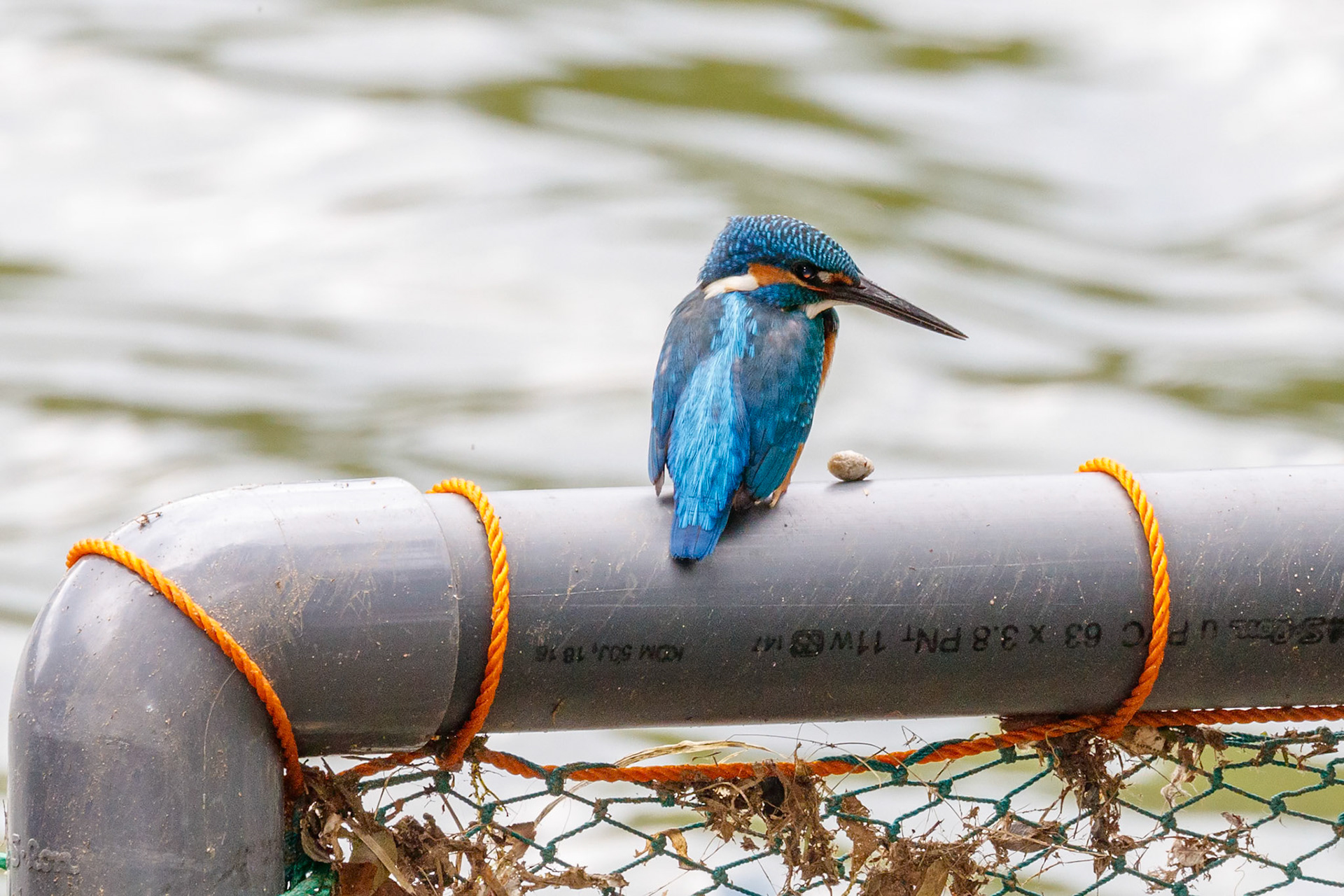 Alcedo atthis taprobana