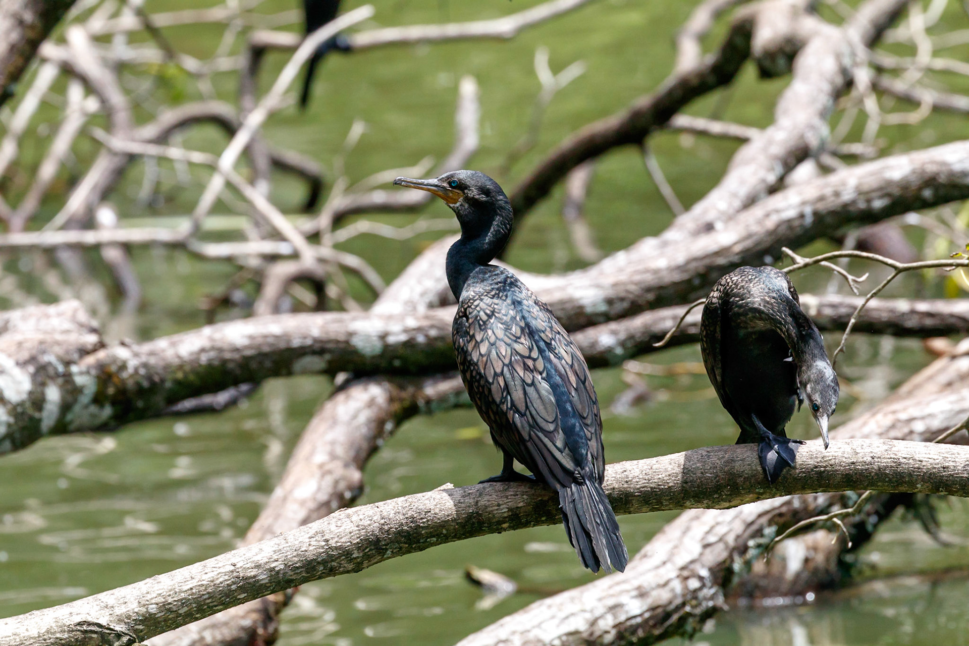 Phalacrocorax fuscicollis