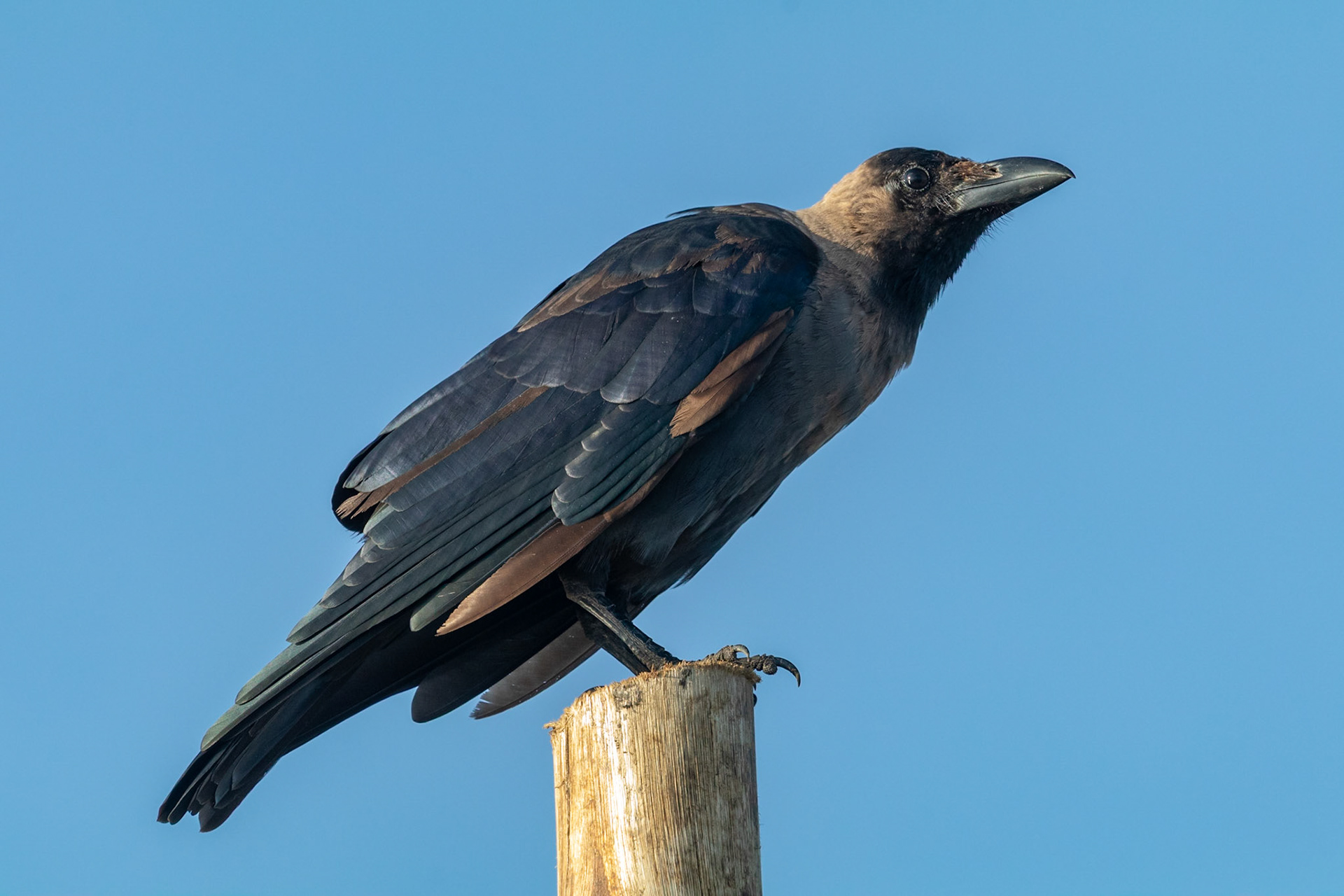 Corvus splendens