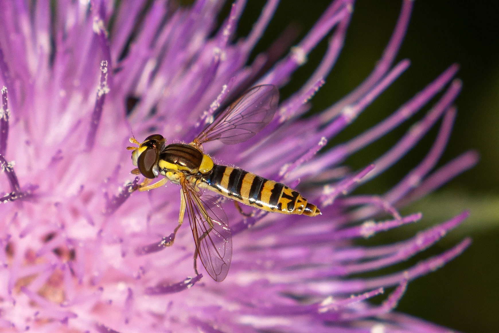 Sphaerophoria scripta