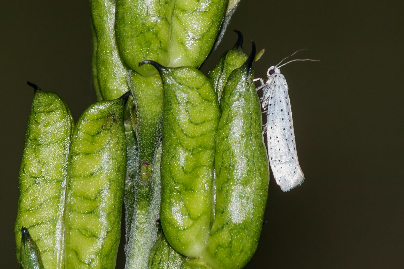 Yponomeuta evonymella