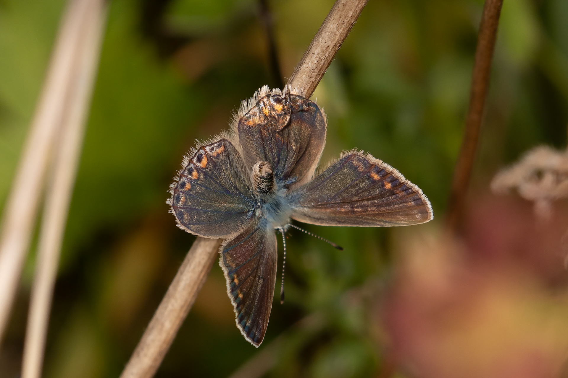 Polyommatus icarus