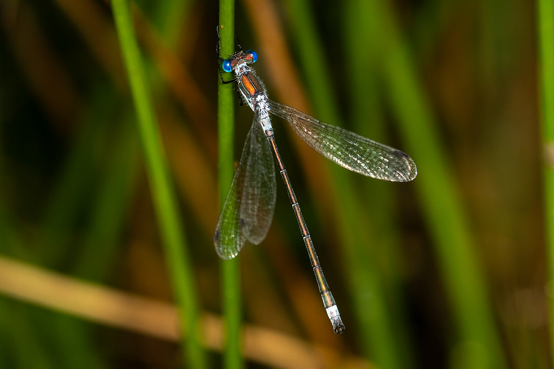 Lestes sponsa (M)