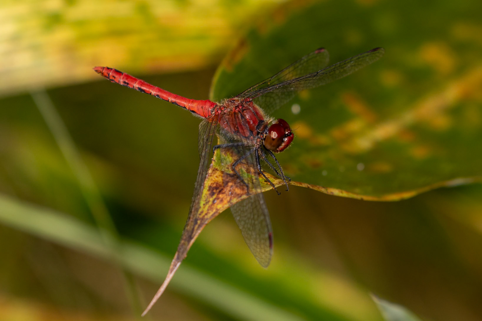 Sympetrum sanguineum