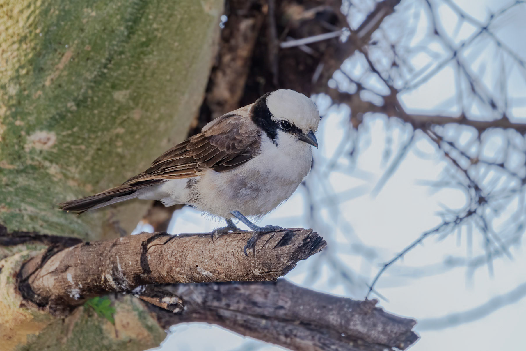 Eurocephalus ruppelli