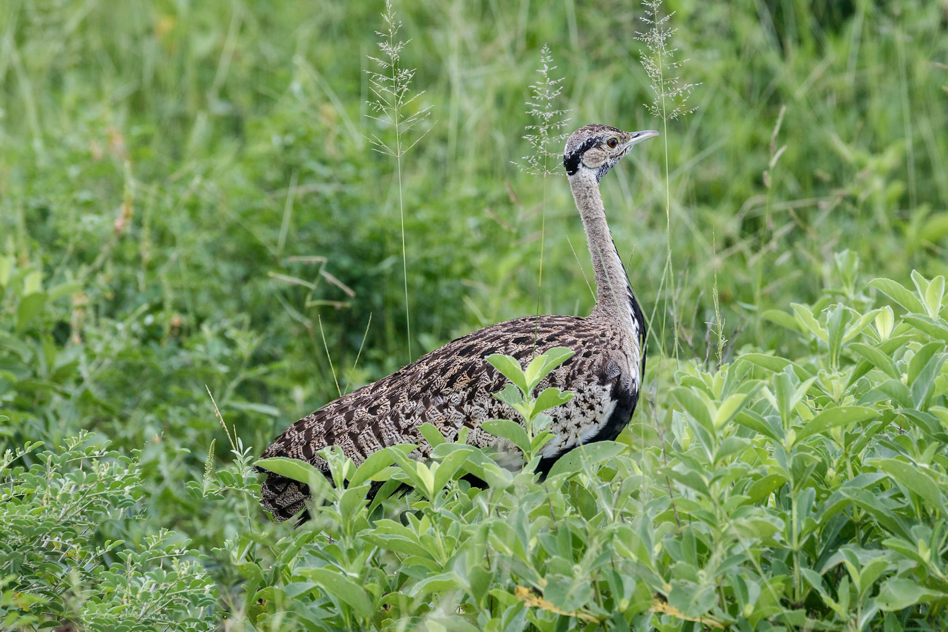 Lissotis melanogaster