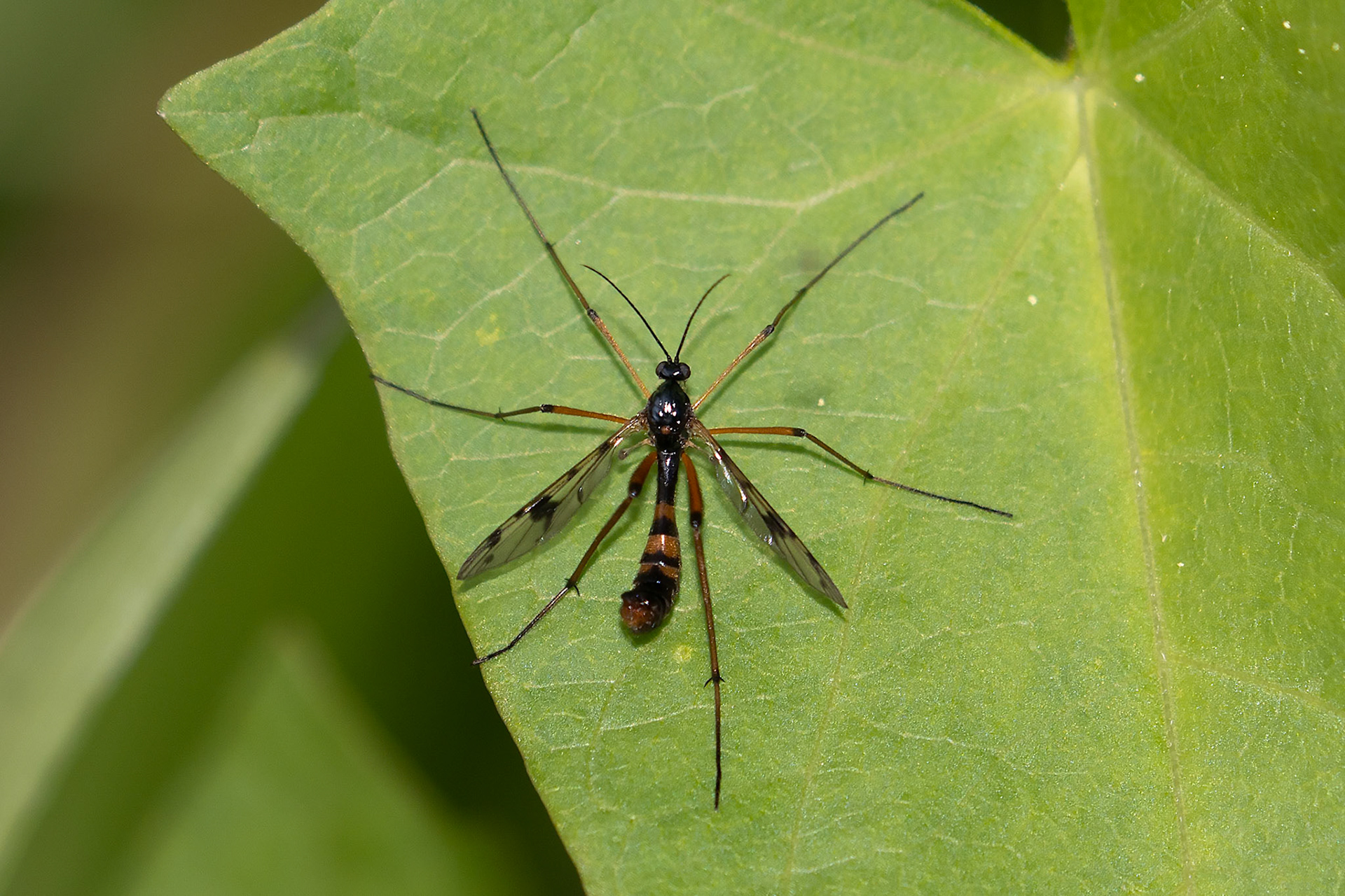 Ptychoptera contaminata