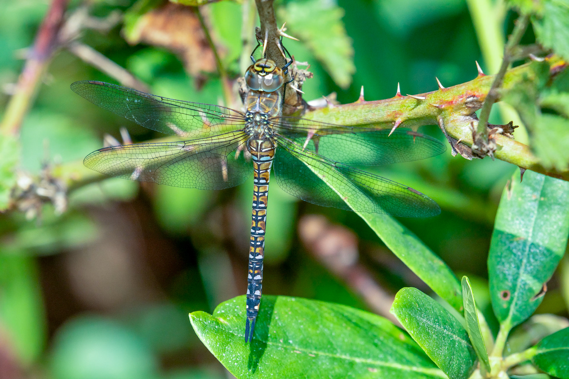 Aeshna mixta