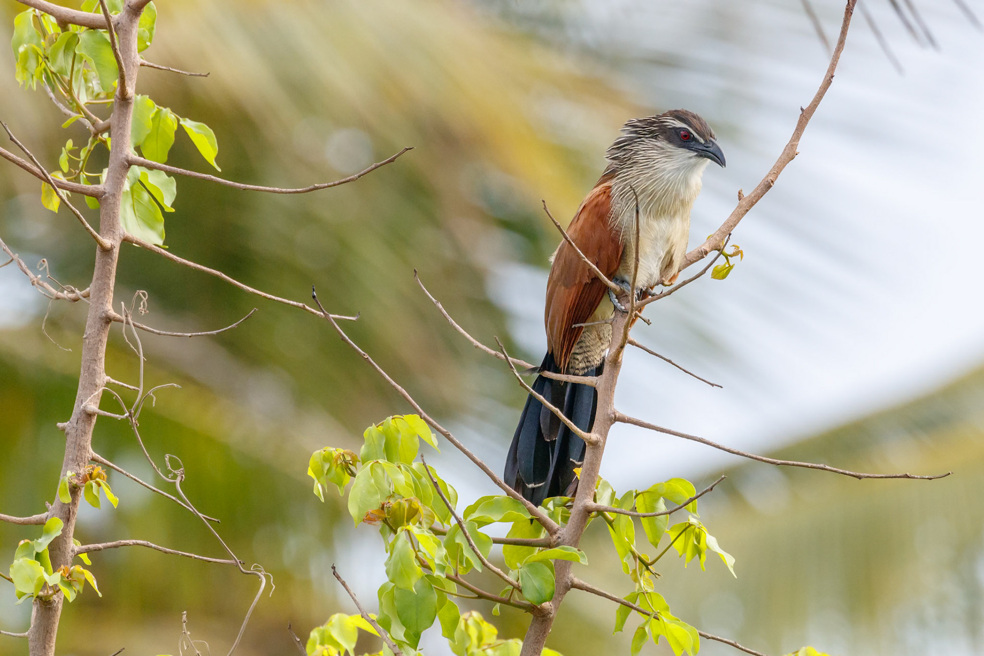 Centropus superciliosus