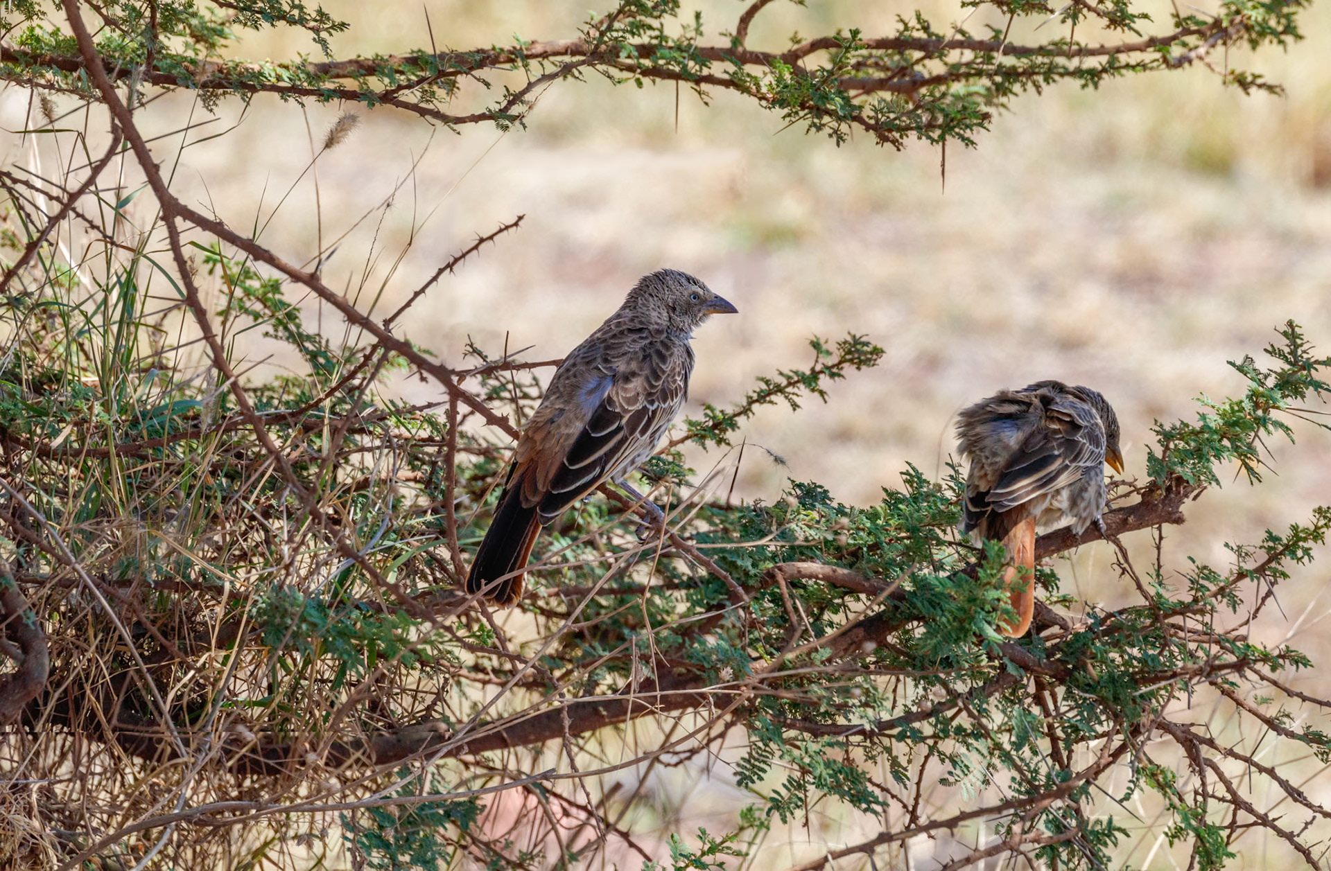 Histurgops ruficauda