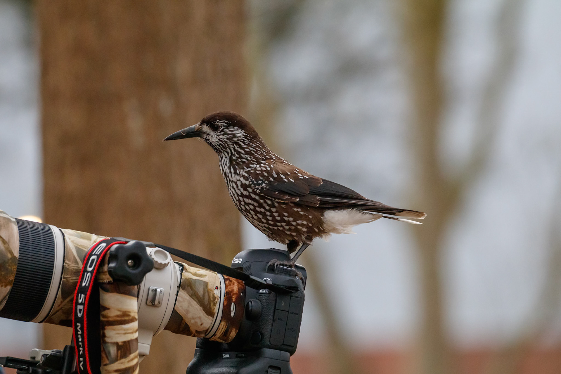 Nucifraga caryocatactes