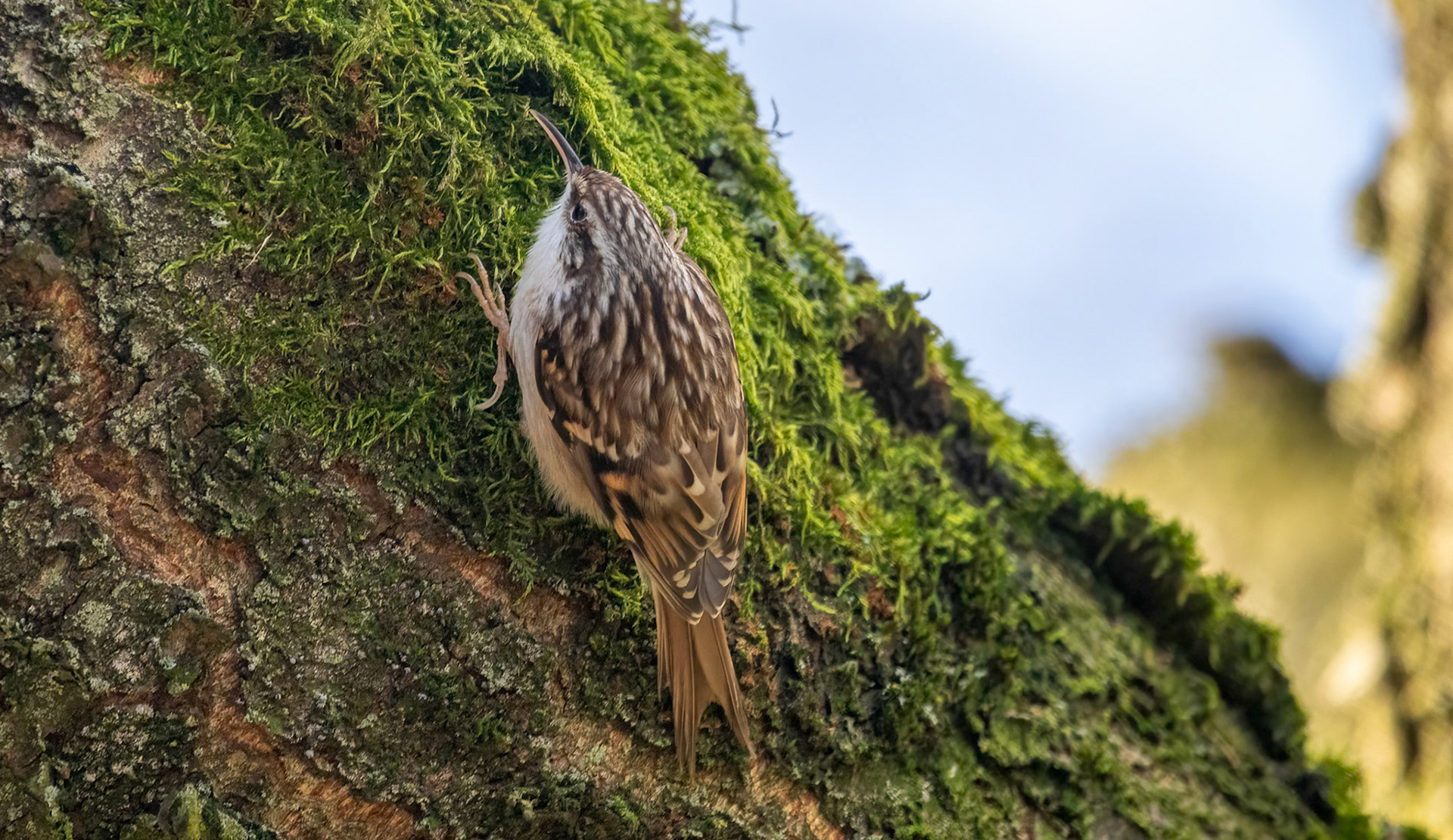 Certhia branchydactyla