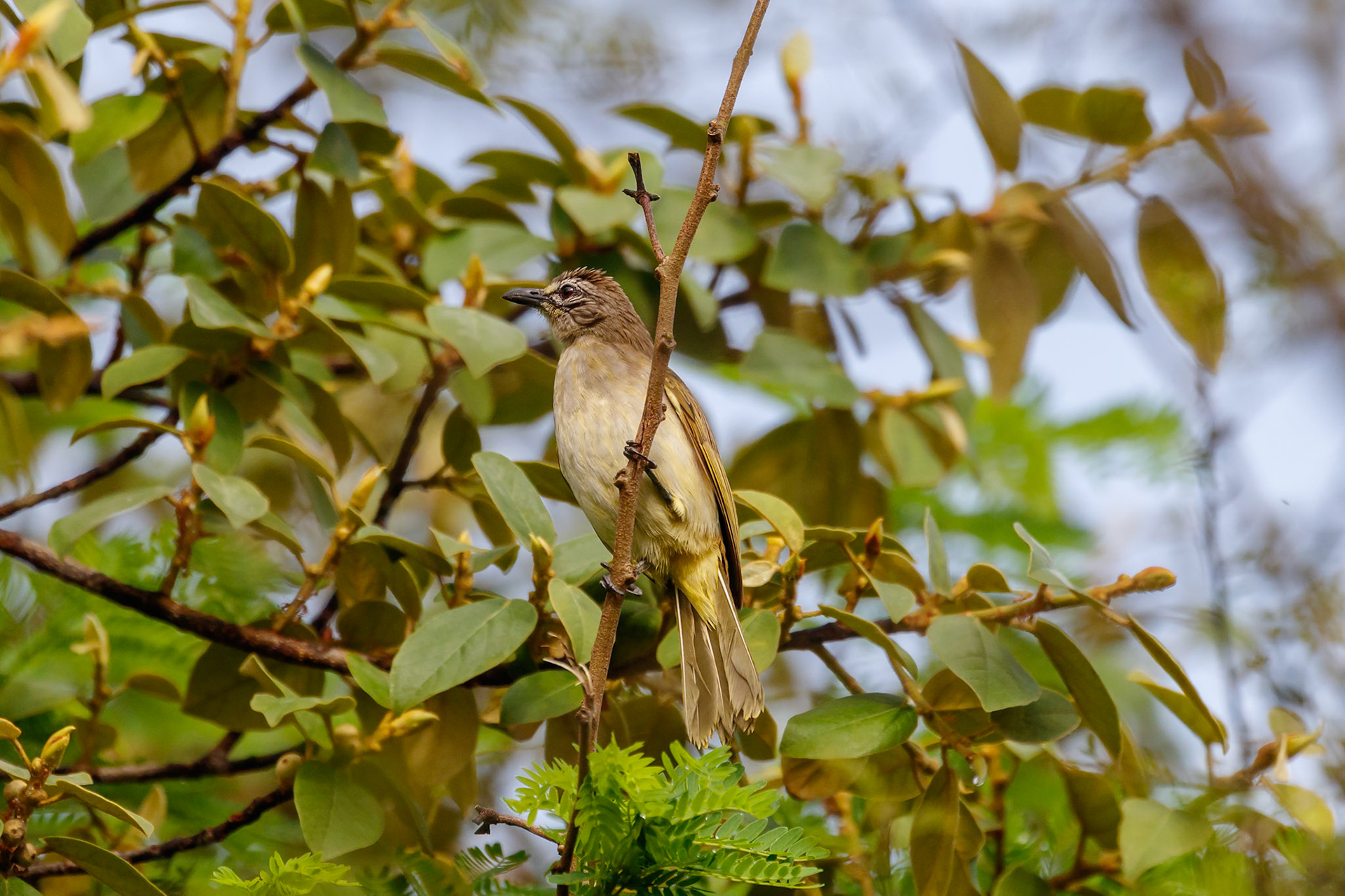 Pycnonotus cafer haemorrhousus