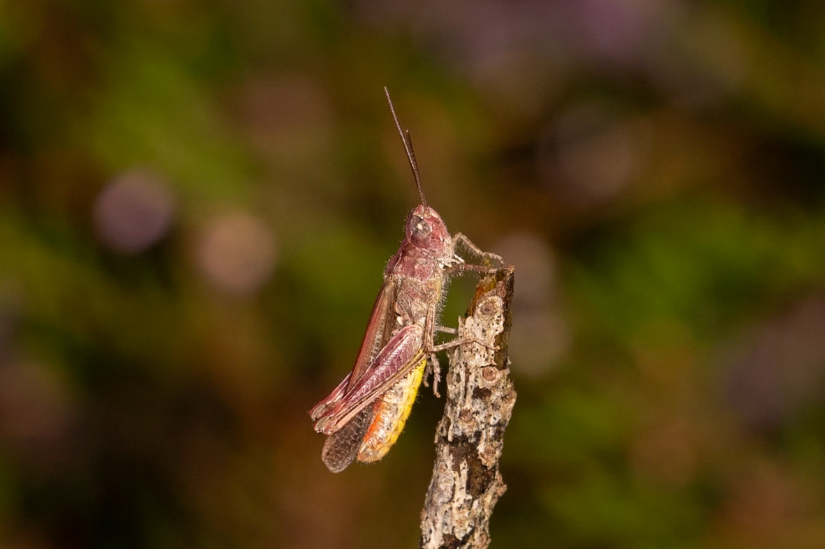 Chorthippus biguttulus
