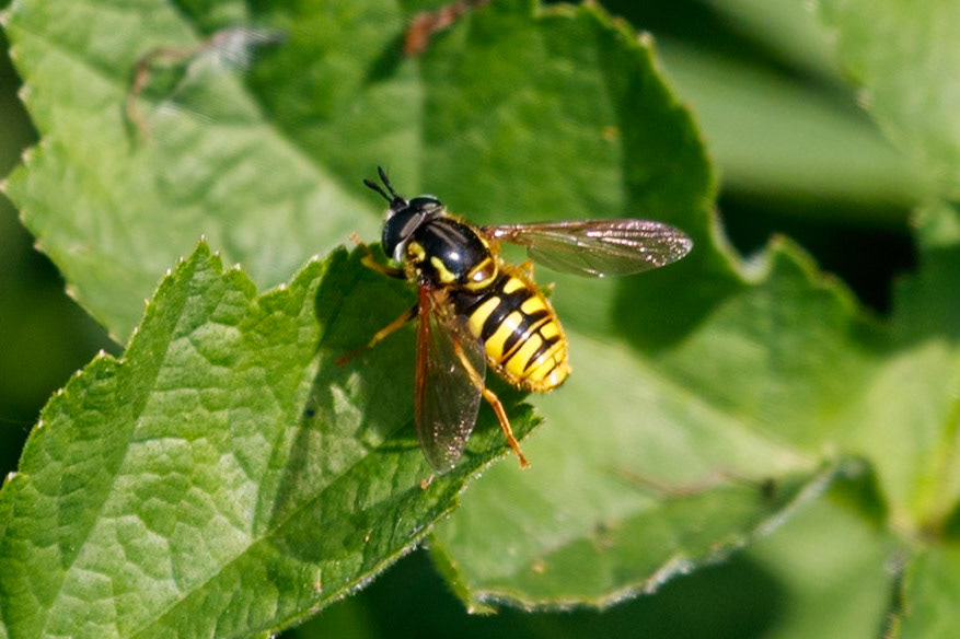 Chrysotoxum cautum
