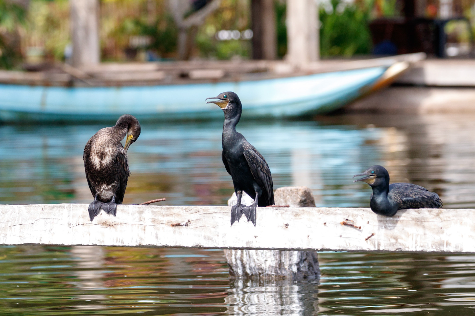 Phalacrocorax fuscicollis
