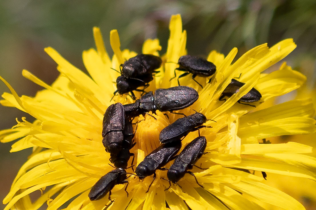 Anthaxia quadripunctata