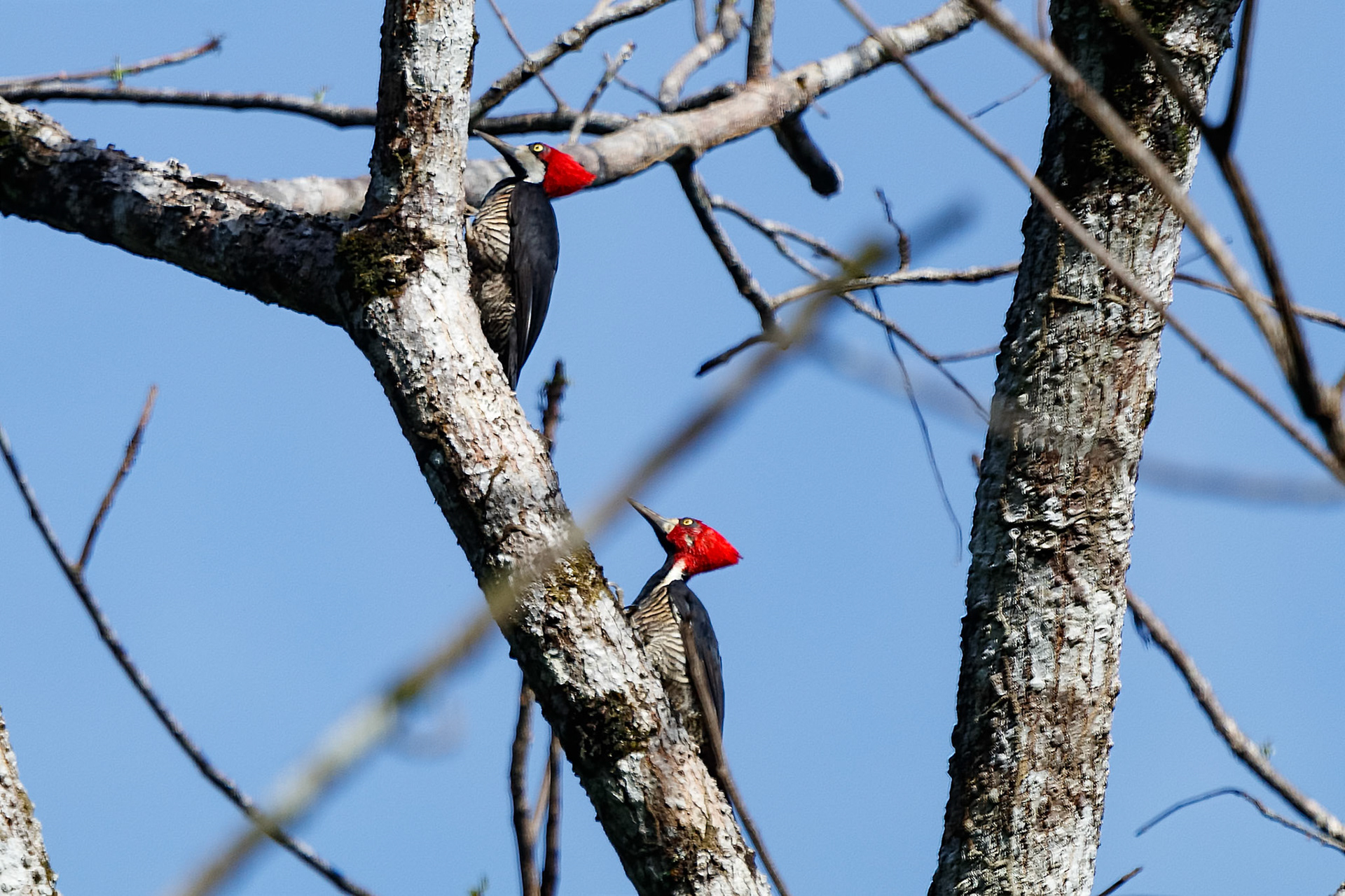 Campephilus melanoleucos
