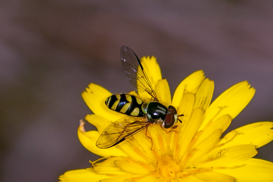 Dasysyrphus albostriatus