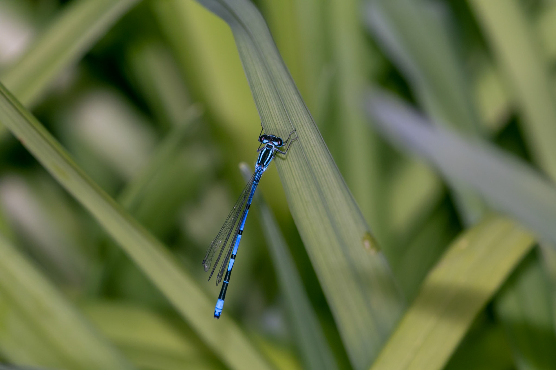 Coenagrion puella