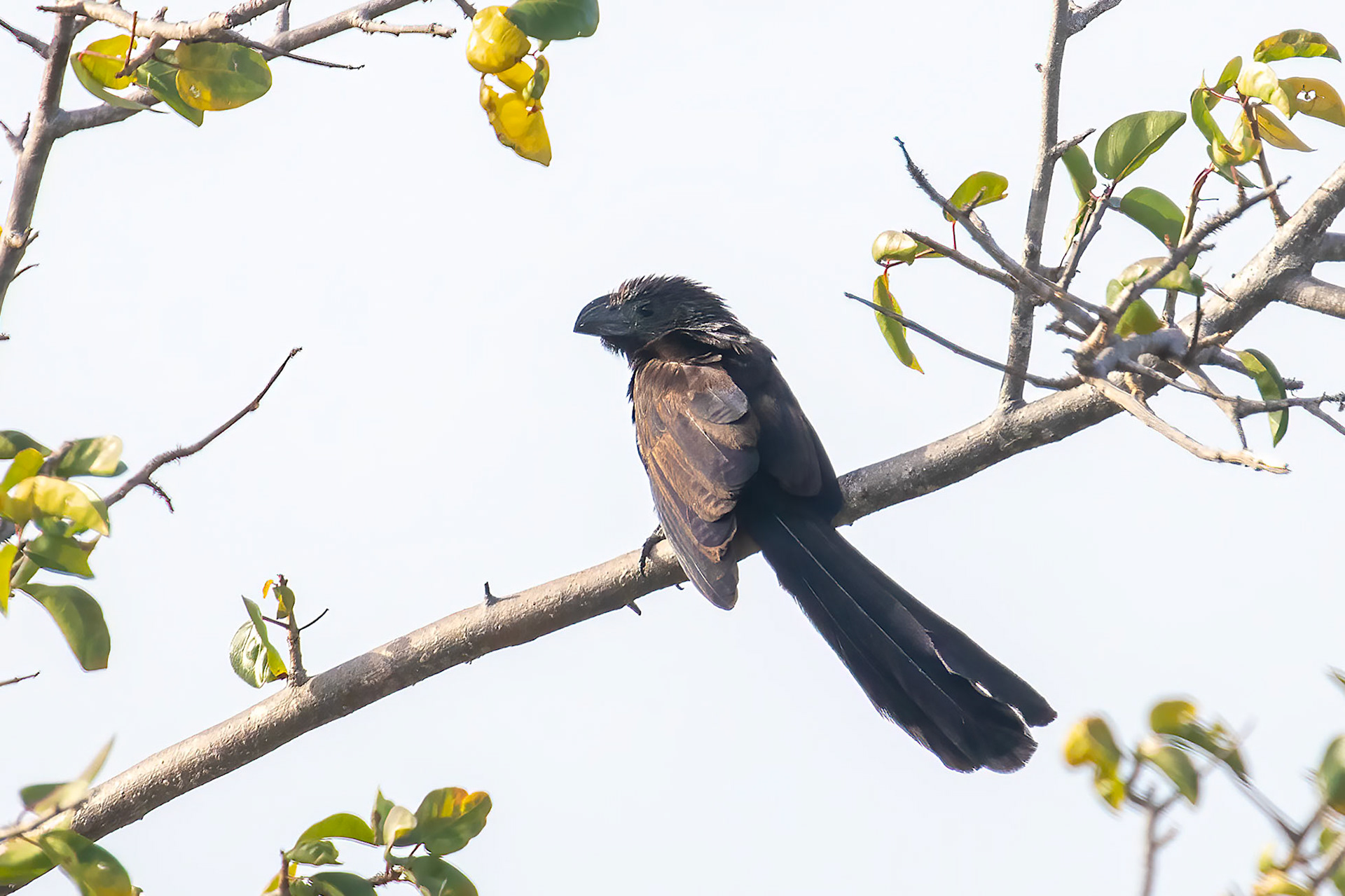 Crotophaga sulcirostris