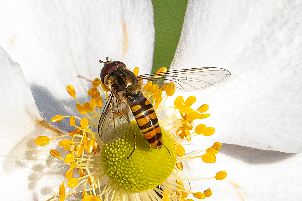 Episyrphus balteatus