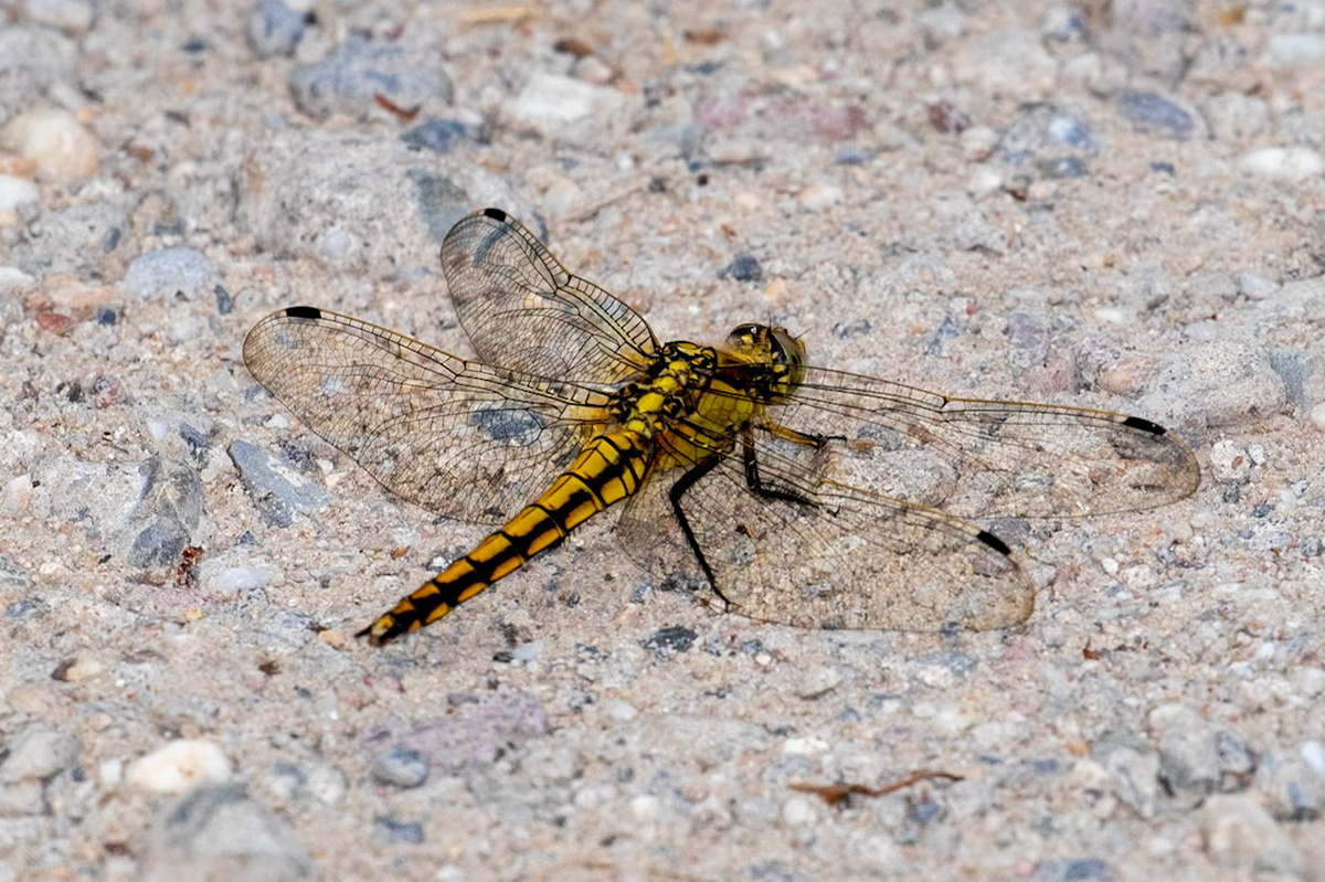 Orthetrum cancellatum