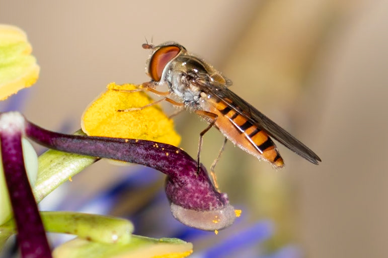 Episyrphus balteatus
