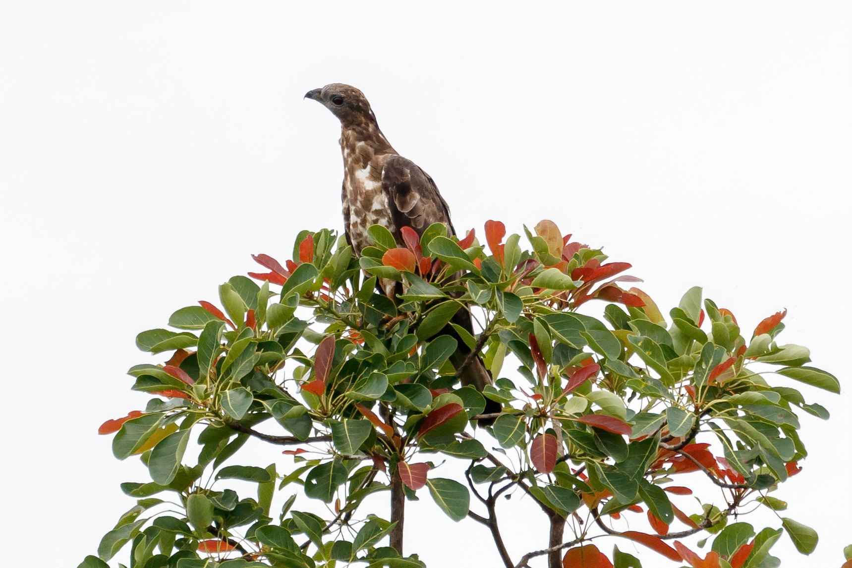 Pernis ptilorhynchus ruficollis