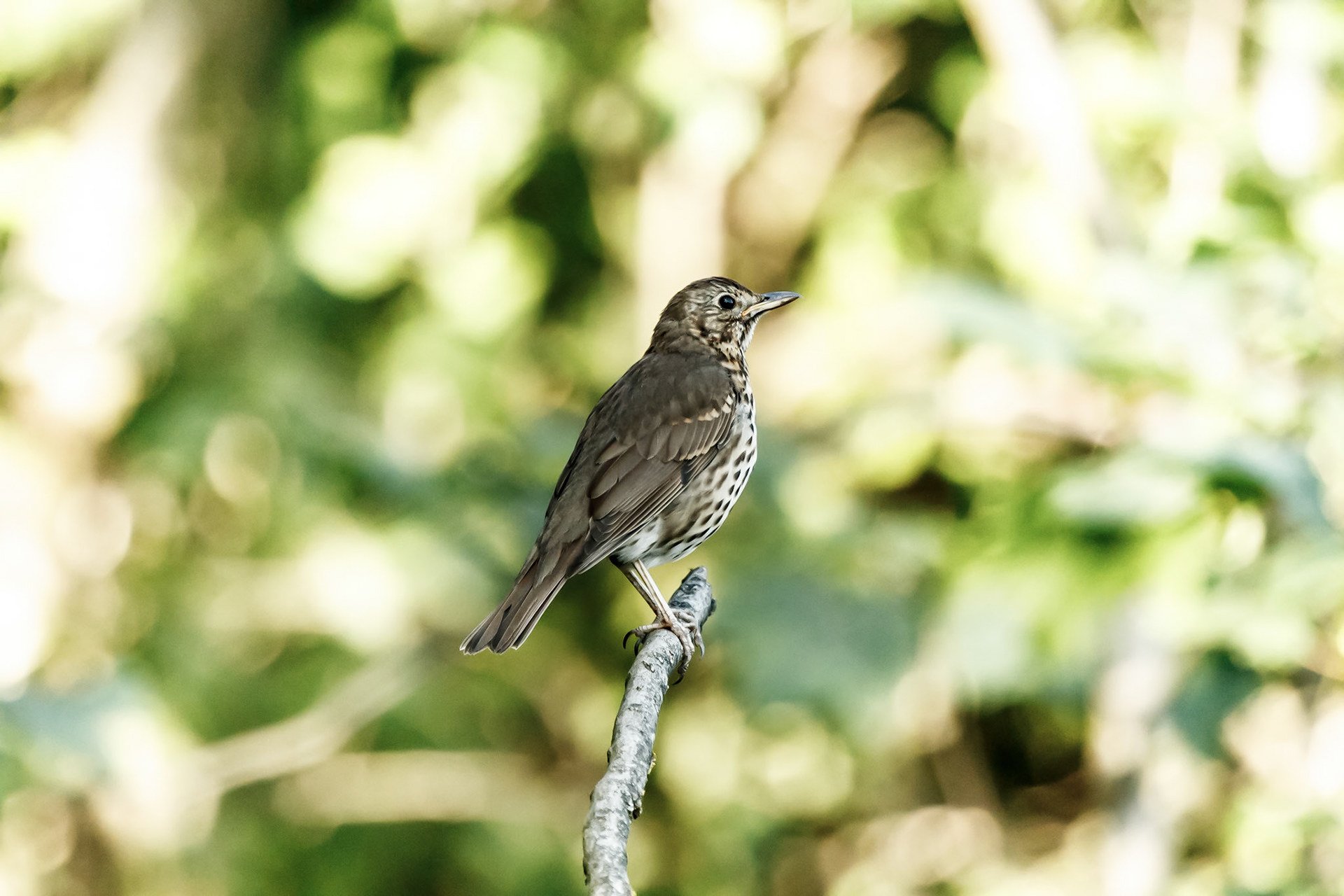 Turdus philomelos