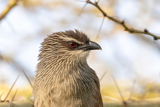 Centropus superciliosus loandae