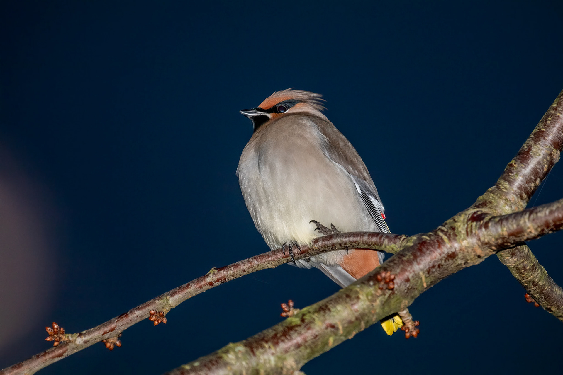 Bombycilla garrulus