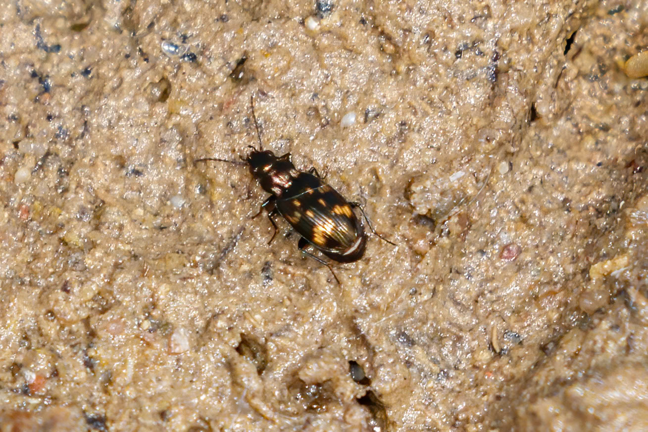 Bembidion obliquum