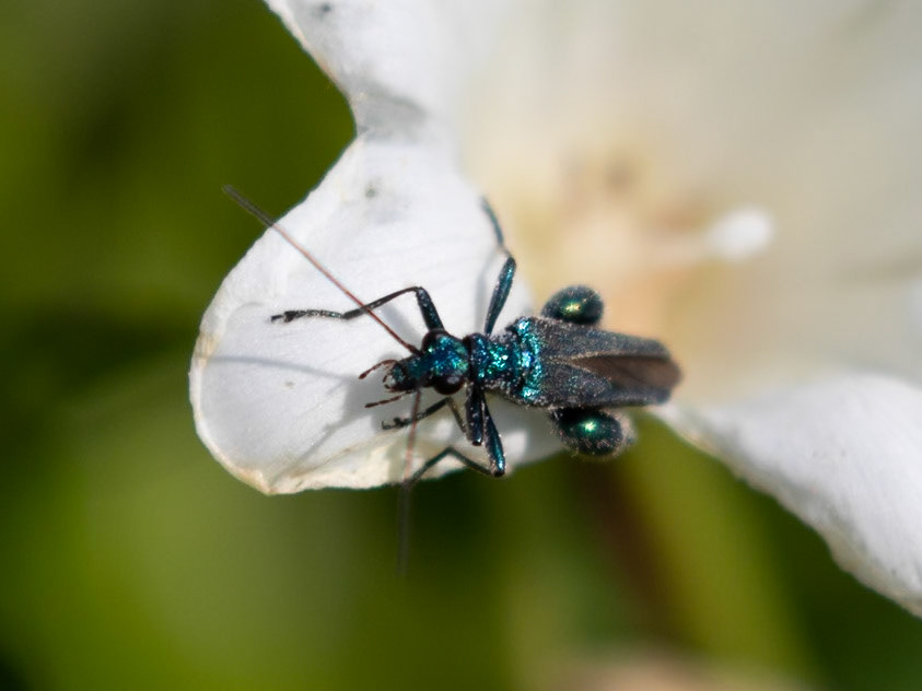 Oedemera nobilis