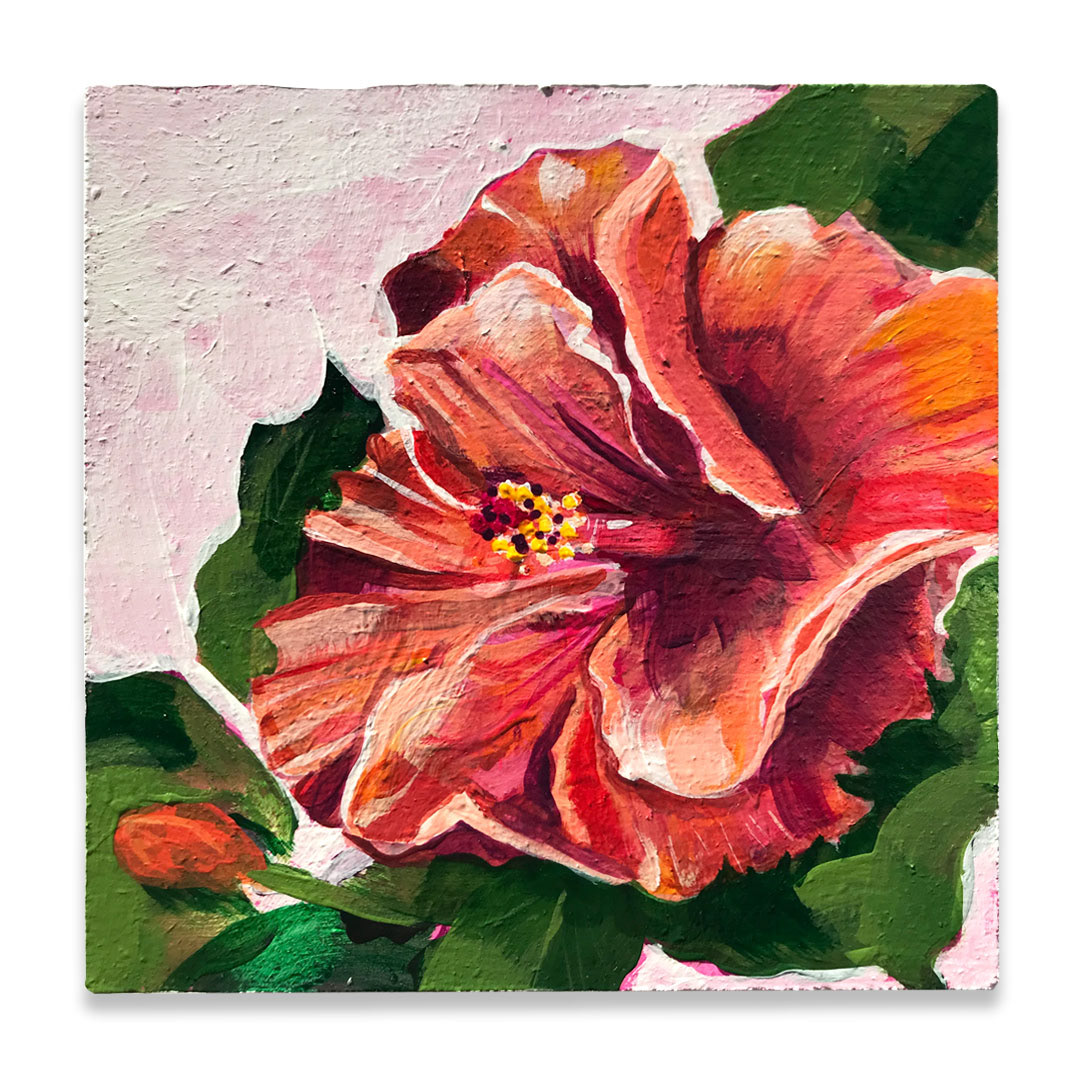 Hibiscus | 5.25x5.25"