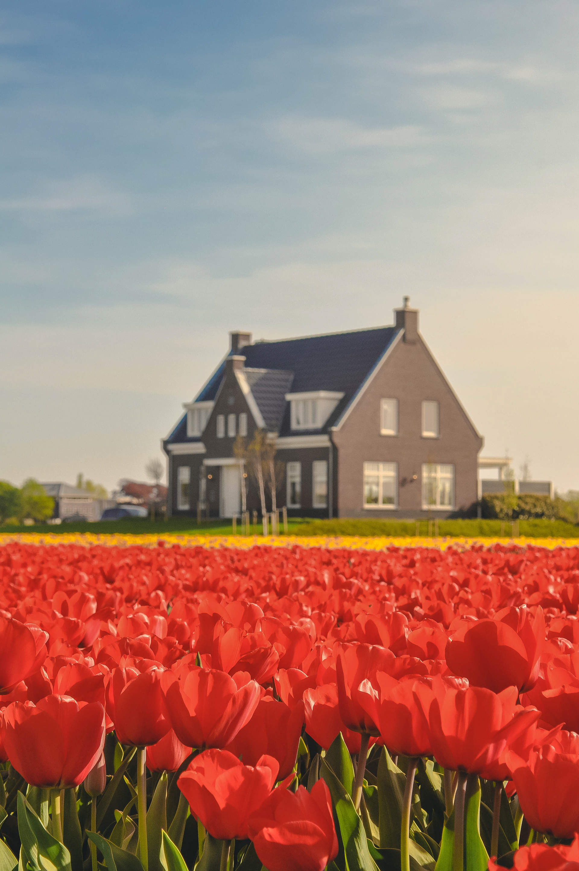Apr 2018, Keukenhof