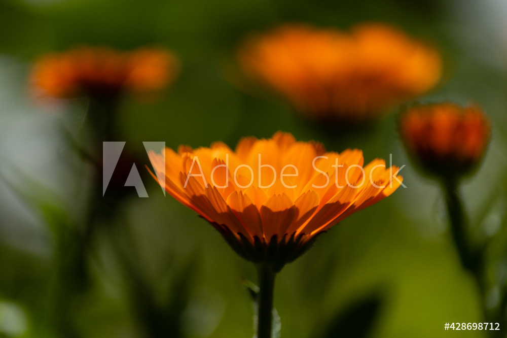 Photography by L Tyrrell