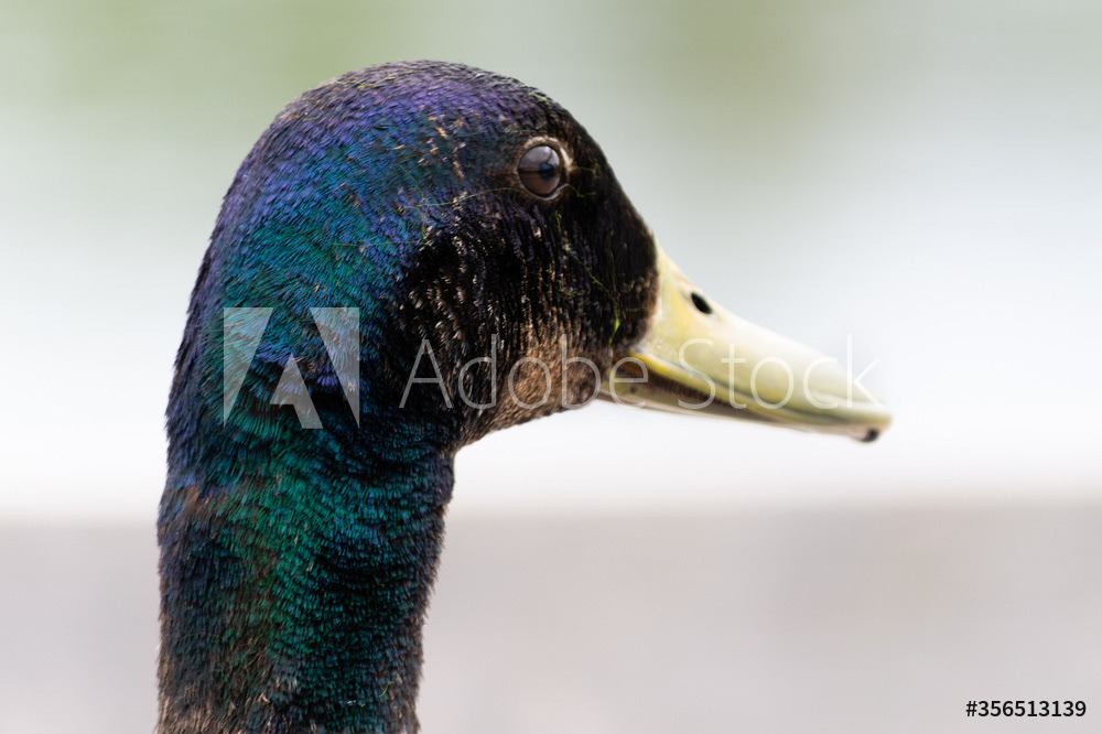 Photography by L Tyrrell