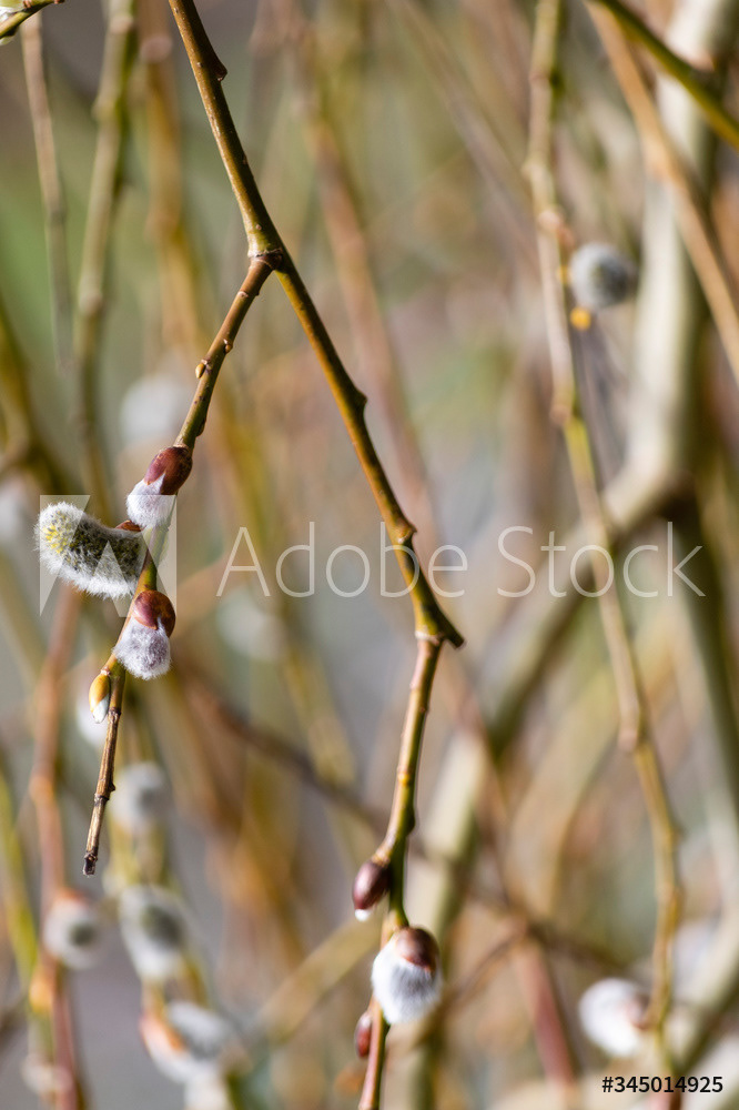 Photography by L Tyrrell