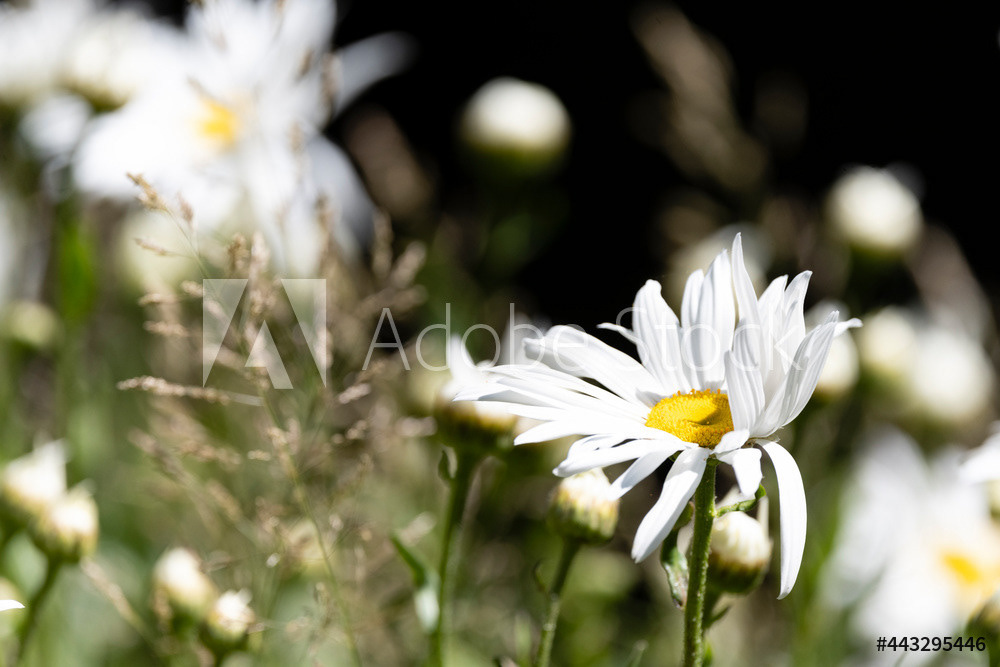 Photography by L Tyrrell