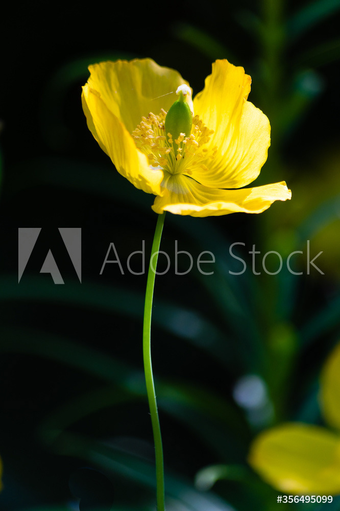 Photography by L Tyrrell