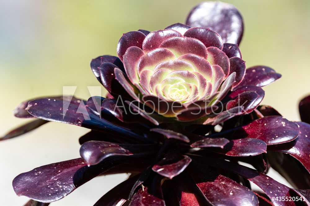 Photography by L Tyrrell