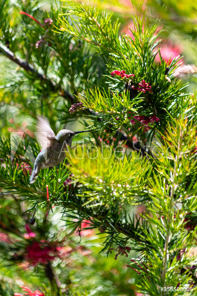 Photography by L Tyrrell