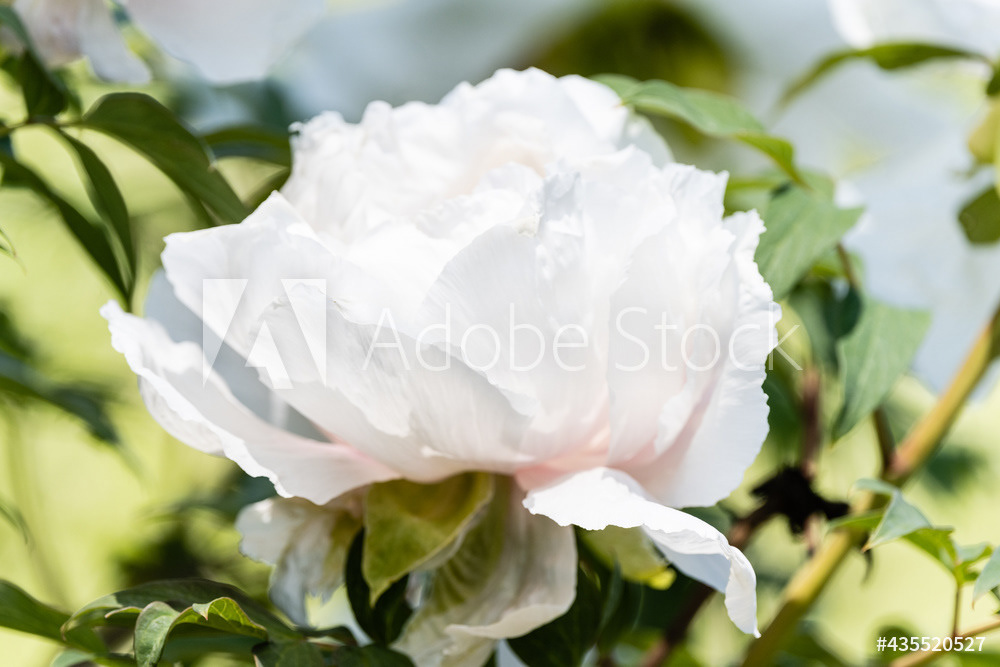 Photography by L Tyrrell