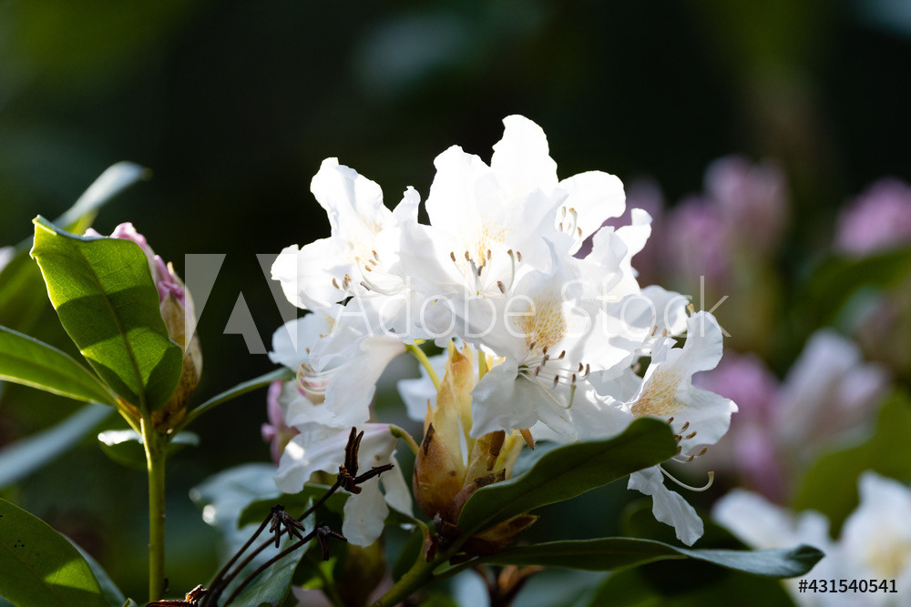 Photography by L Tyrrell