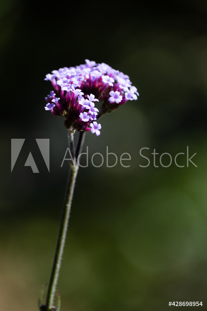 Photography by L Tyrrell