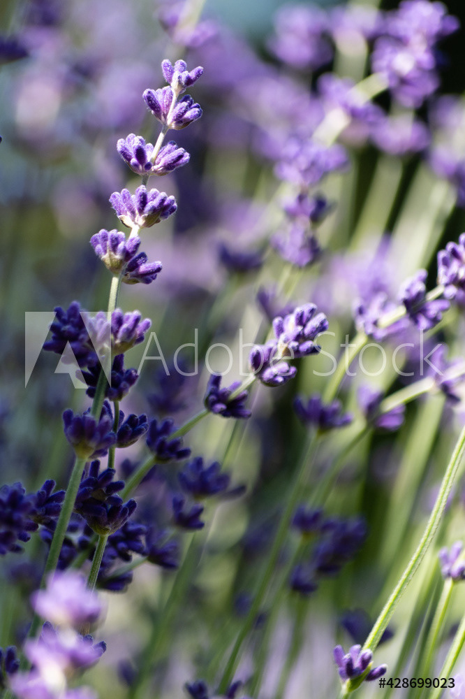 Photography by L Tyrrell